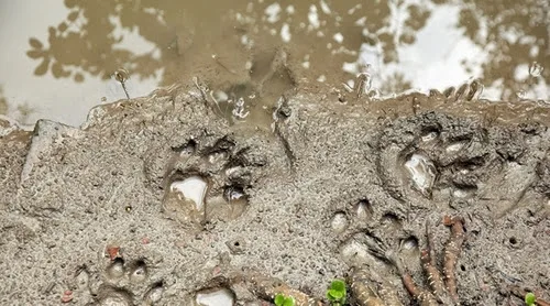 Roar Hindi Movie Stills